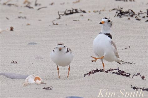 THE GOOD HARBOR BEACH PARKING LOT PLOVERS – The story of a remarkably ...