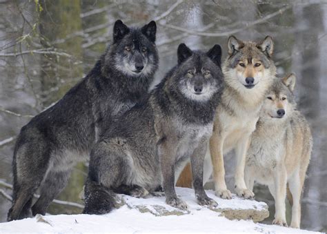 Majestic Winter Gray Wolves HD Wallpaper