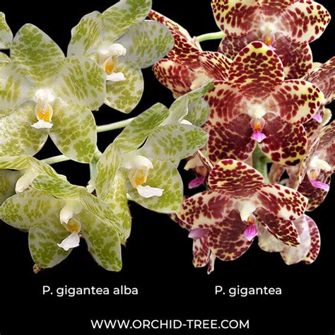 Unveiling a Paradise: Exploring the Enchanting World of Orchid Nurseri ...