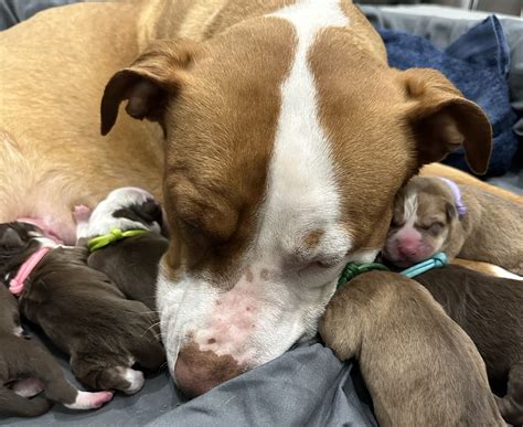 The Three Stages of Labor for Pregnant Dogs - Goodest Pups