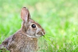 Image result for Wild Rabits in NZ