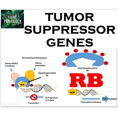 Tumor Suppressor Genes: RB Gene, Knudson's Two Hit Hypothesis ...