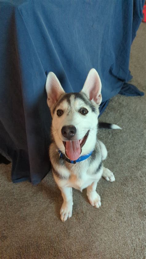 German Shepherd Malamute Husky Mix Alusky Husky Malamute Mix Malamute