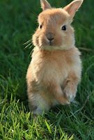 Image result for Bunny Nose Drawing