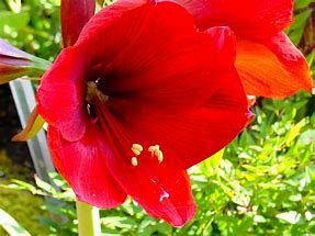 Image result for Popular French Countryside Flowers