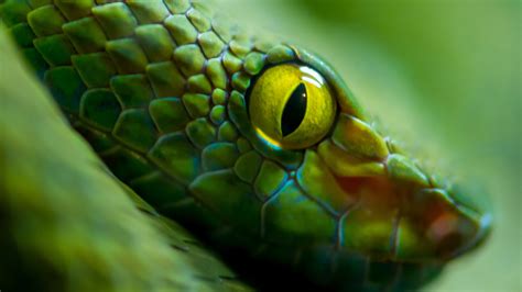 Download wallpaper green, snake, eyes, scales, section animals in ...