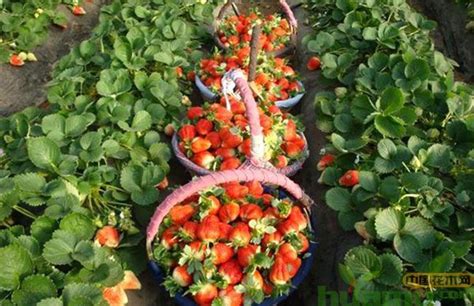 甜宝草莓产量高不高?一亩地种植经济效益如何?-种植技术-中国花木网