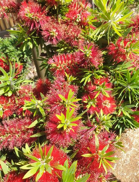 Callistemon viminalis ‘Little John’ – Muchea Tree Farm