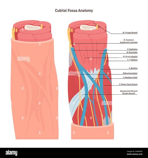 Cubital Fossa Anatomy