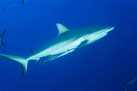 Gray Reef Shark