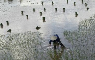 Vietnam Rice Exports Seen Up 6% This Year To 6.75 Million Tonnes - Food ...