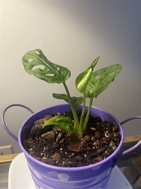 Update on my SOS from 64 days ago : r/houseplants