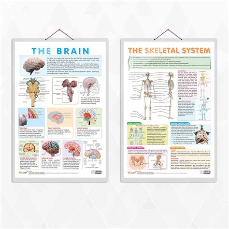 GO WOO THE SKELETAL SYSTEM and THE BRAIN chart | combo of 2 charts ...