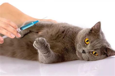 猫打了疫苗被猫抓了需要打针吗-百度经验
