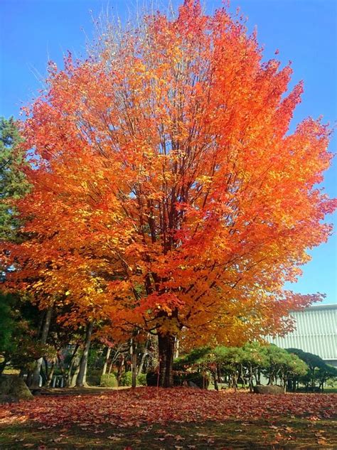 Image result for Database File Icon