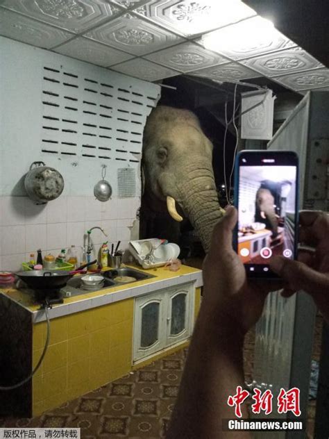 泰国居民家中闯入一头大象 将厨房墙撞开一个洞-新闻频道-和讯网