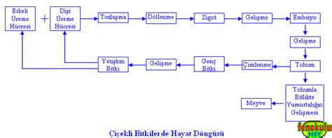 Çiçekli Bitkilerde Üreme, Büyüme ve Gelişme