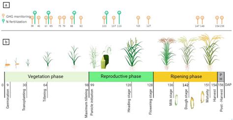 Effect of Alternate Wetting and Drying on the Emission of Greenhouse ...