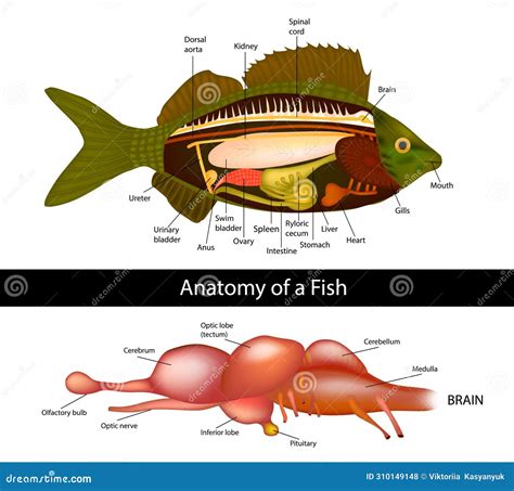 Anatomy of a Fish Brain of Primitive Fish. Fish Internal Organs. Vector ...