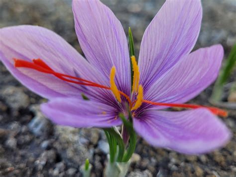 What Does A Saffron Spice Plant Look Like at Kathleen Lynch blog
