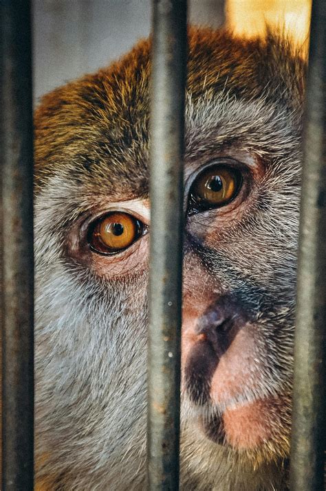Monkey In Cage Photos, Download The BEST Free Monkey In Cage Stock ...
