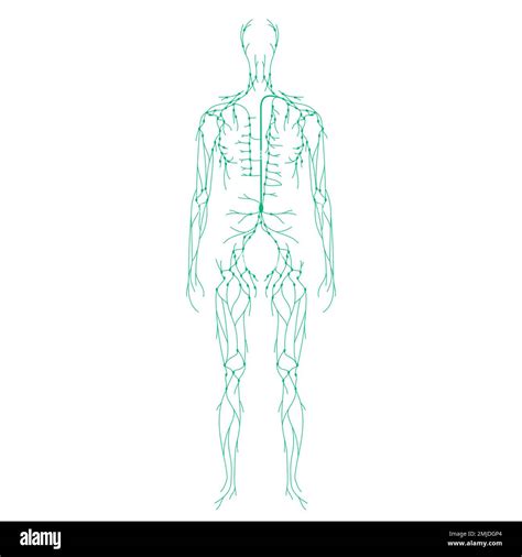 Lymphatic system, illustration Stock Photo - Alamy