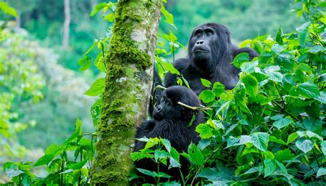 Why Bwindi Is Called Impenetrable