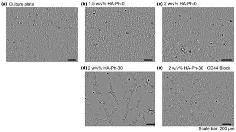 Hydrogels with Ultrasound-Treated Hyaluronic Acid Regulate CD44 ...