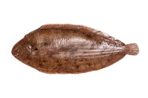 Sole In English Fish at Jake Spragg blog