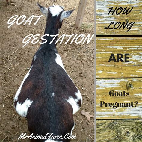 How Long Are Nigerian Dwarf Goats Pregnant : I have a kidding kit ...