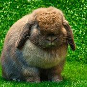 Image result for Dwarf Lop Adult