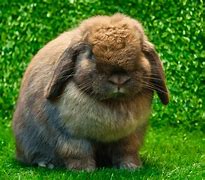 Image result for Sleeping Mini Lop Bunny