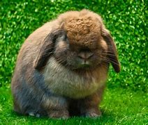 Image result for Lop Rabbit Largest Ears