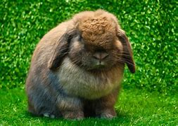 Image result for Mini Lop Pregnancy