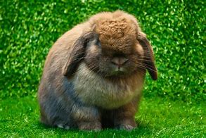 Image result for Mini Lop Babies