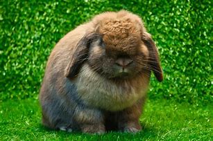 Image result for Mini Lop Bunnies Full-Grown
