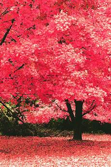 Iphone 11 Pro Autumn Wallpaper by 50 Iphone 6 Autumn Wallpaper On Wallpapersafari Iphone 11 Pro Autumn Wallpaper