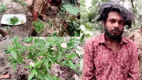 38 ganja plants in backyard; two people arrested in Oachira for ...