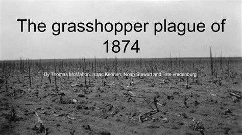 The grasshopper plague of 1874 by THOMAS MCMAHON - Flipsnack