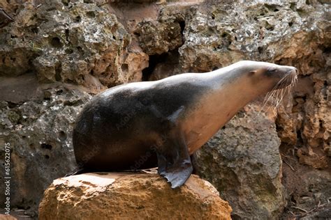 Sea Lion 的图像结果