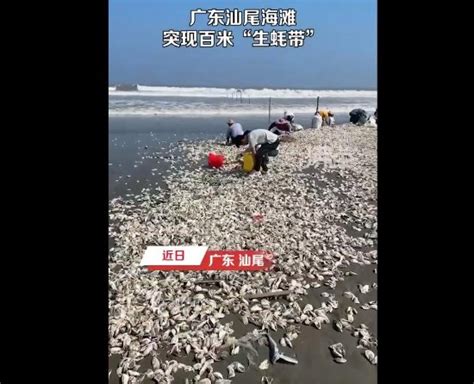 官方回应广东汕尾海滩突现百米生蚝带：建议尽量不要食用--快科技--科技改变未来