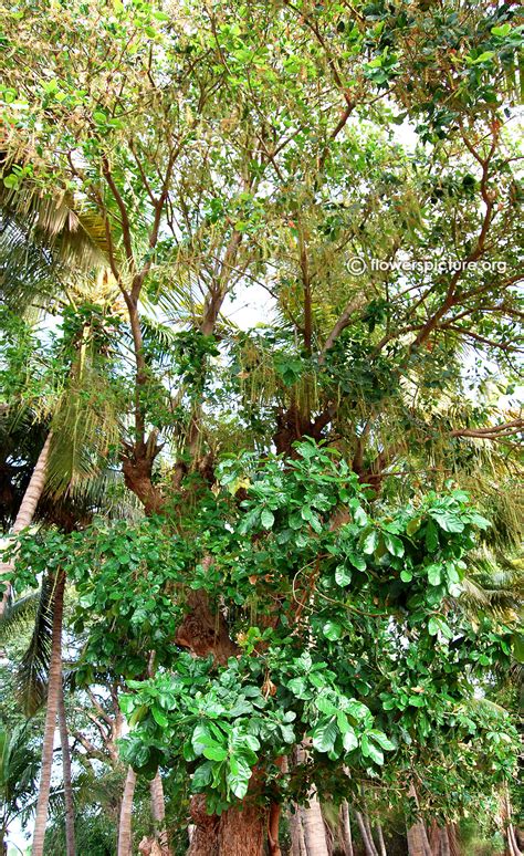 Barringtonia acutangula | Freshwater Mangrove