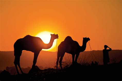 Camel | Description, Humps, Food, Types, Adaptations, & Facts | Britannica