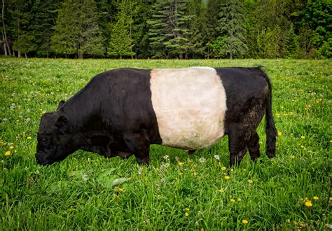 Galloway Cattle Belted Galloway Cattle Calendar 2025