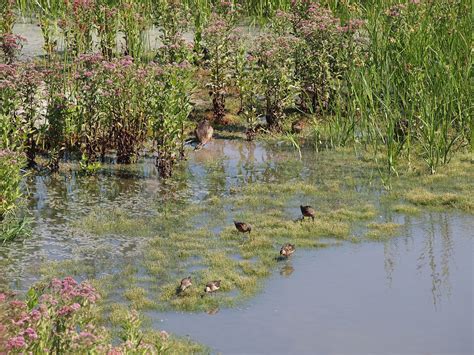 IRWD San Joaquin Marsh & Wildlife Sanctuary | Natural Atlas