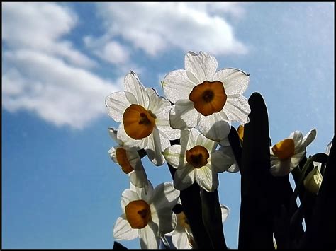 水仙花的诗句,水仙花的样子描写_大山谷图库