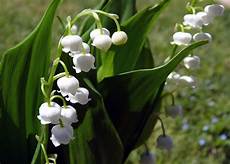 mughetto significato dei fiori mughetto significato simbologia e linguaggio mughetto mughetto significato dei fiori mughetto significato simbologia e linguaggio mughetto