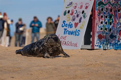 Gray Seal pup released at Blue Shutters Beach in Charlestown after ...