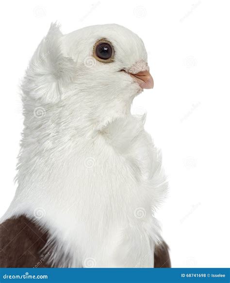 Old German Owl Pigeon Isolated on White Stock Photo - Image of people ...