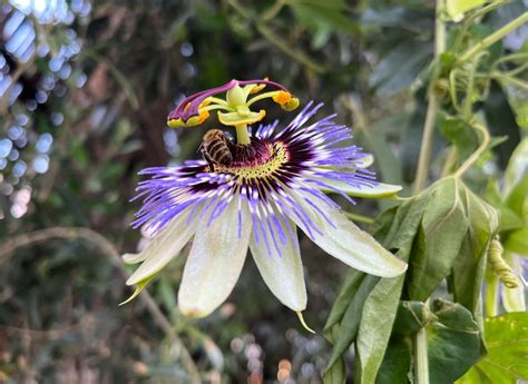 Passiflora Caerulea The Complete Care Guide And Religious, 48% OFF